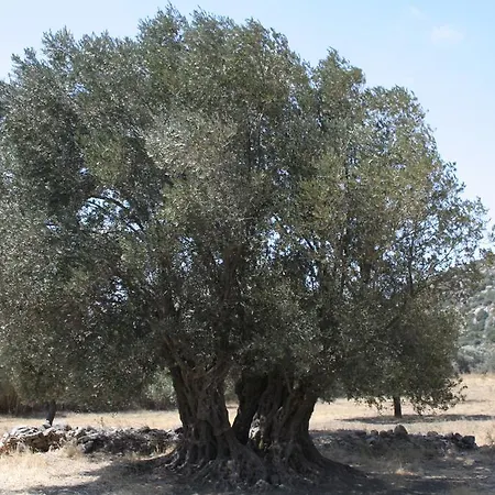 아파트호텔 Giulia